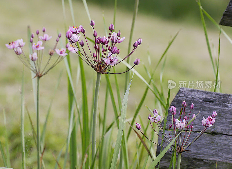 蒲草(Butomus umbellatus)